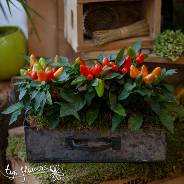 Chilie plants | Capsicum