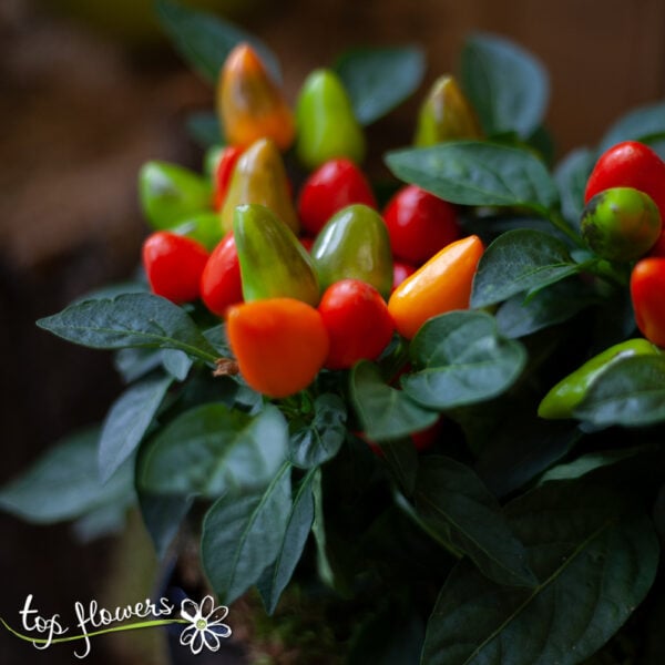 Chilie plants | Capsicum