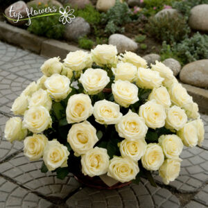 Basket of 51 ecru or white roses