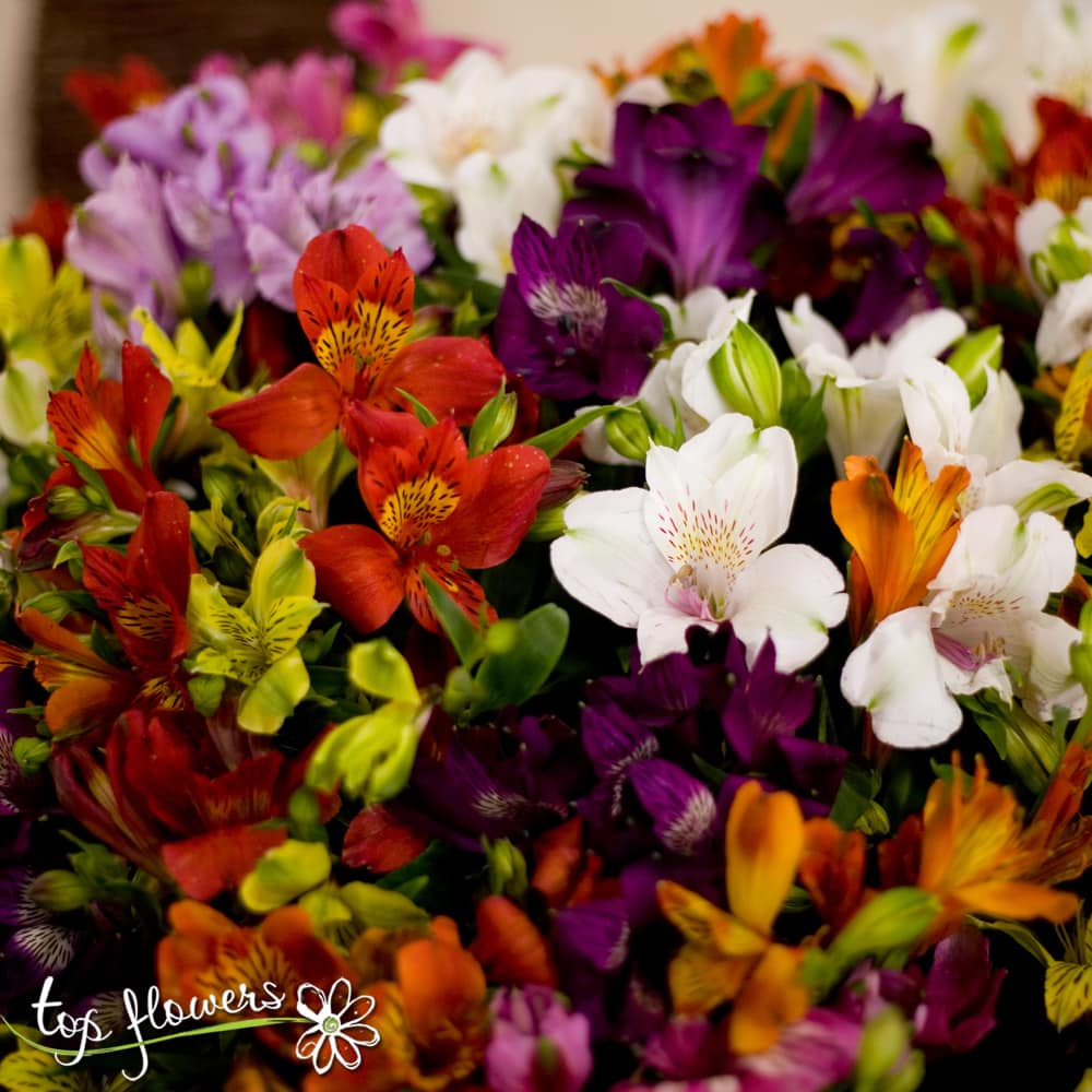 Кошница с цветя - 101 алстромерии. Бърза доставка от Top-Flowers