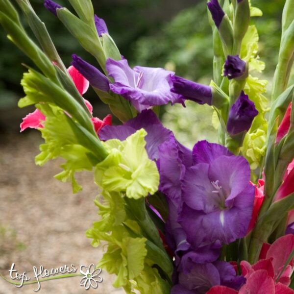 Armful Gladiolus