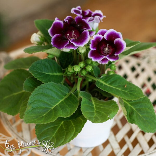 Gloxinia