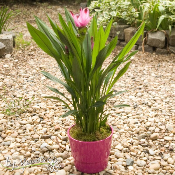 Curcuma longa