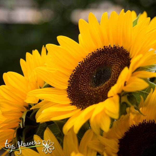 Armful Sunflowers