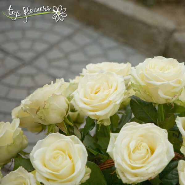 Basket of 51 ecru or white roses