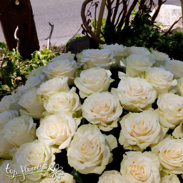 Basket 101 White Roses