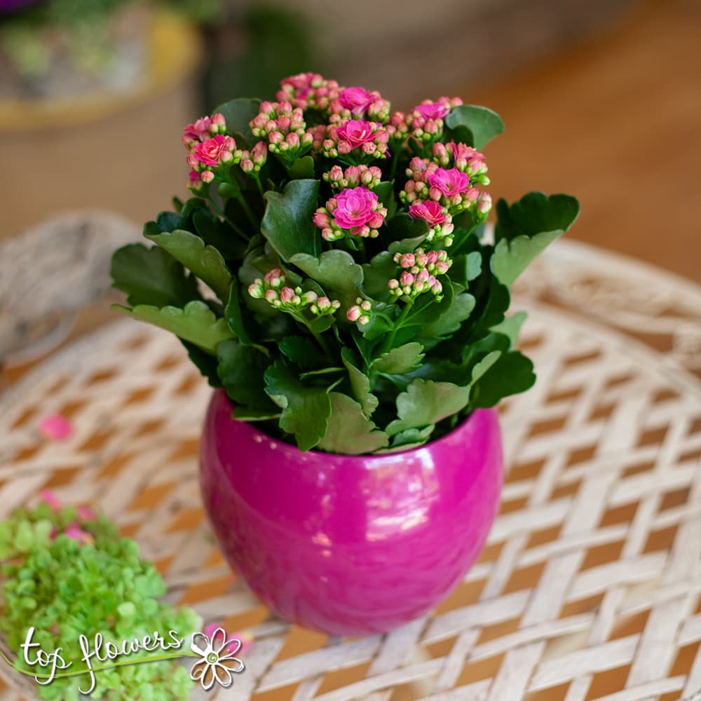 Каланхое | Top Flowers.com
