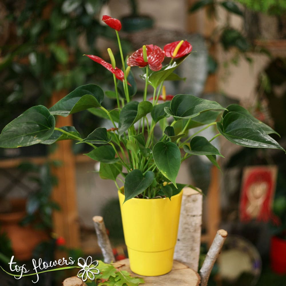 Антуриум | Top Flowers