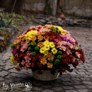 Basket of 51 chrysanthemums
