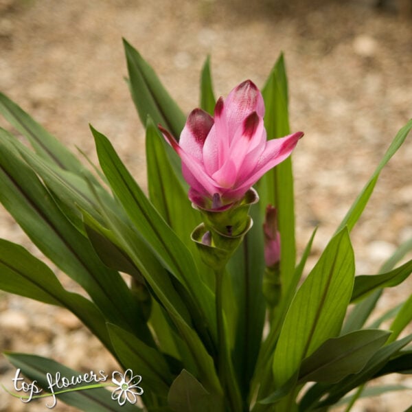 Curcuma longa