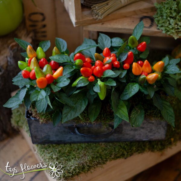 Chilie plants | Capsicum