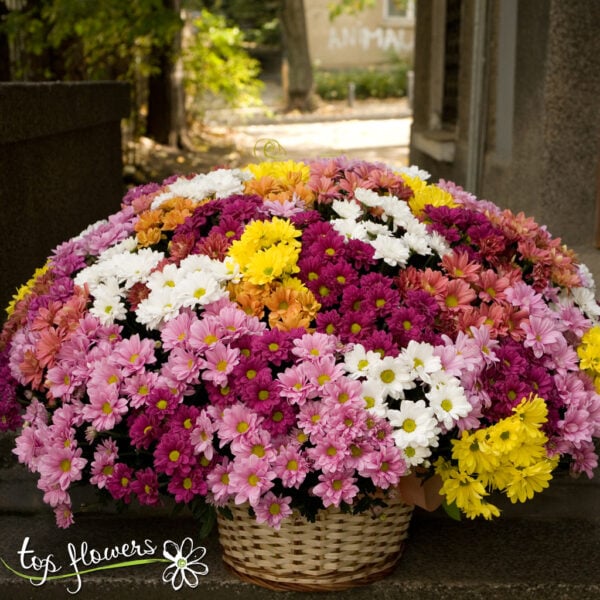 Basket of 101 chrysanthemums