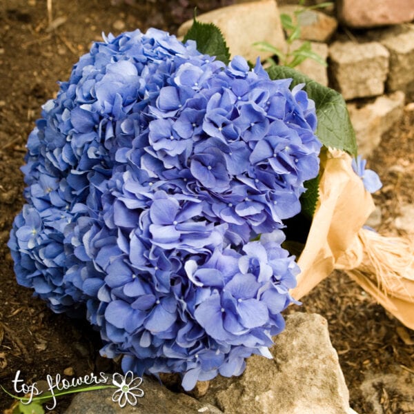 Hydrangea | Under the blue Sky | Bouquet