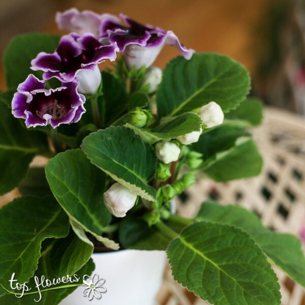 Gloxinia