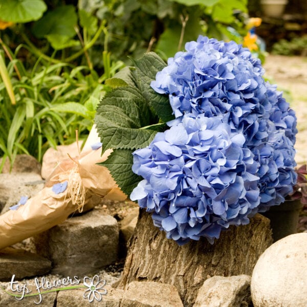 Hydrangea | Under the blue Sky