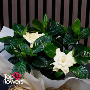 Gardenia