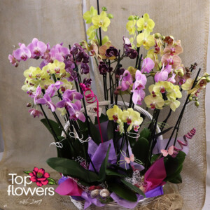 Орхидея Фаленопсис микс в кошница – елегантно цвете от магазин за цветя с доставка на цветя