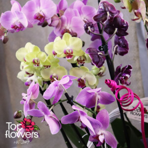 Детайл на орхидея Фаленопсис в розово и жълто – свежи цветя с доставка