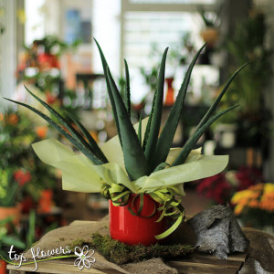 Aloe vera plant