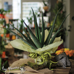 Aloe vera plant