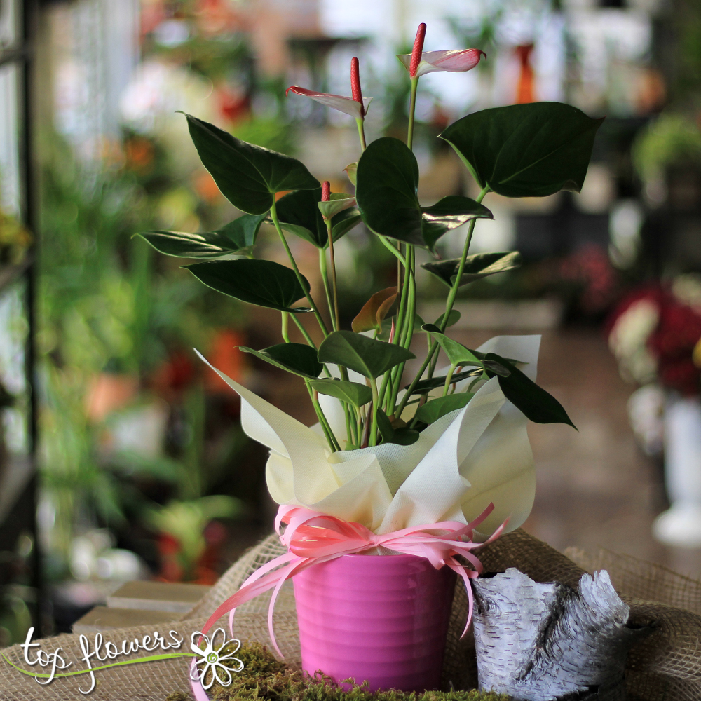 Антуриум | Top Flowers.com