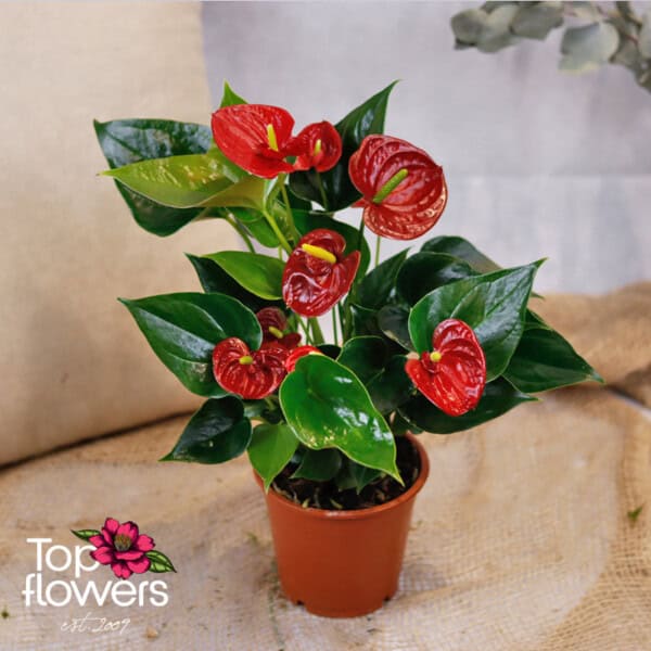 Anthurium (Anthurium)