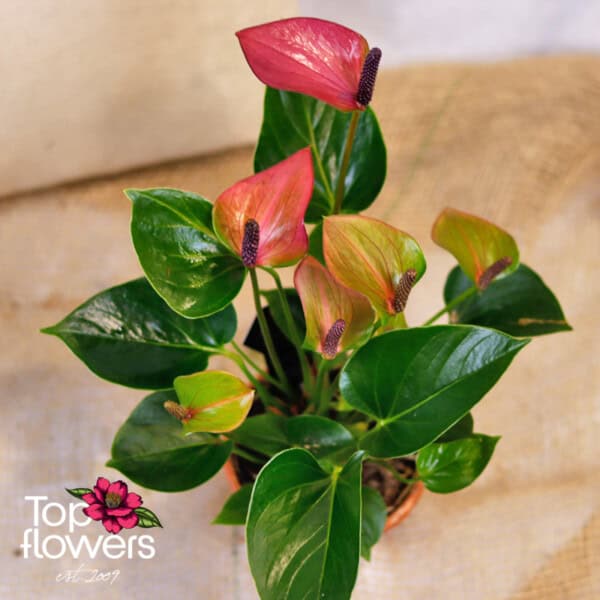 Anthurium (Anthurium)