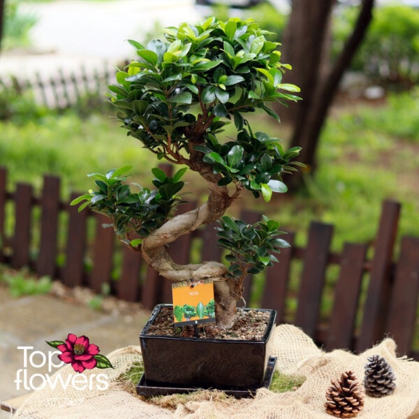 Bonsai | Microcarpa Ginseng (Ficus Microcarpa Ginseng S)