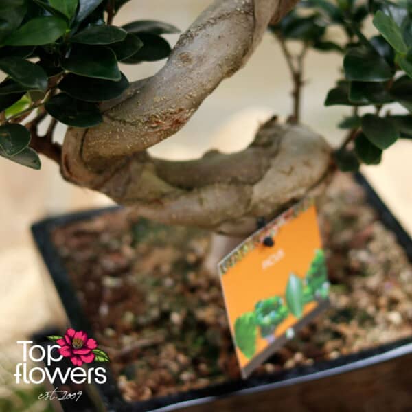 Bonsai | Microcarpa Ginseng (Ficus Microcarpa Ginseng S)