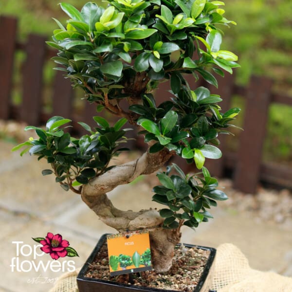 Bonsai | Microcarpa Ginseng (Ficus Microcarpa Ginseng S)