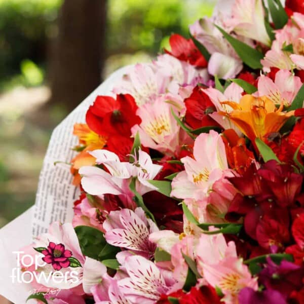 Round bouquet of alstroemeria