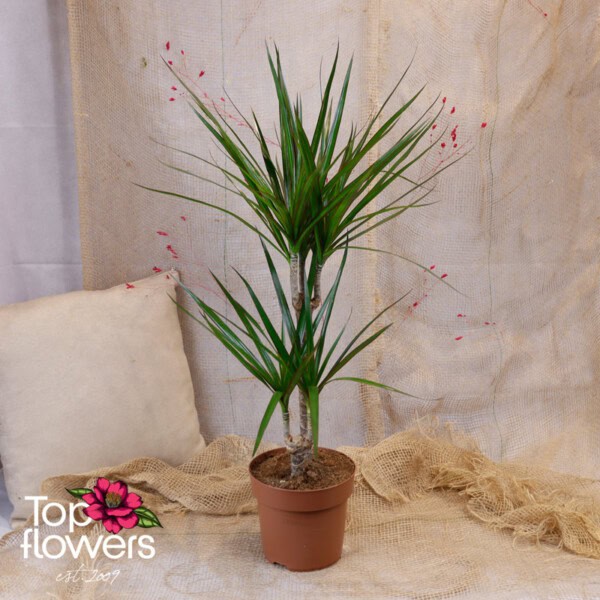 Dracaena (Dracaena Marginata) | 2-stem