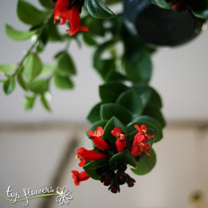 Aeschinanthus