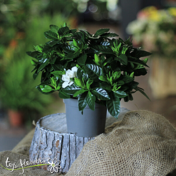 Gardenia - Image 3