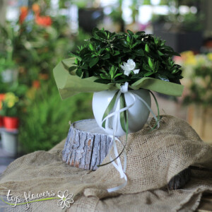 Gardenia