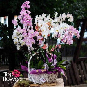 Orchid Falaenopsis | Mix for connoisseurs