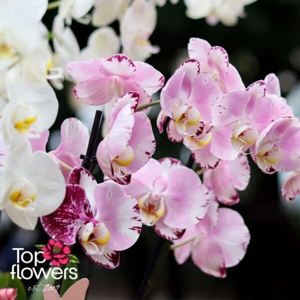 Orchid Falaenopsis | Mix for connoisseurs