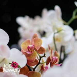 Orchid Falaenopsis | Mix for connoisseurs