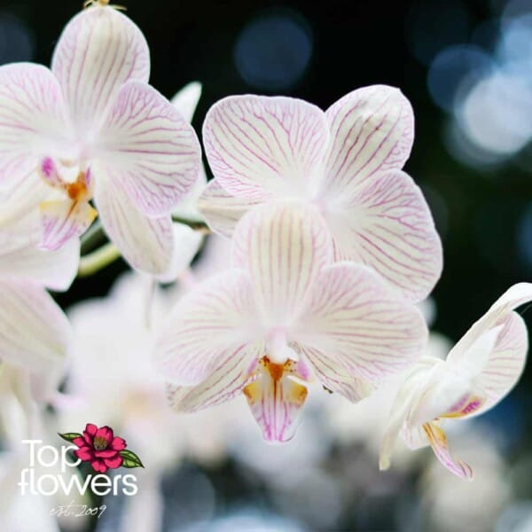 Orchid Falaenopsis | Mix for connoisseurs