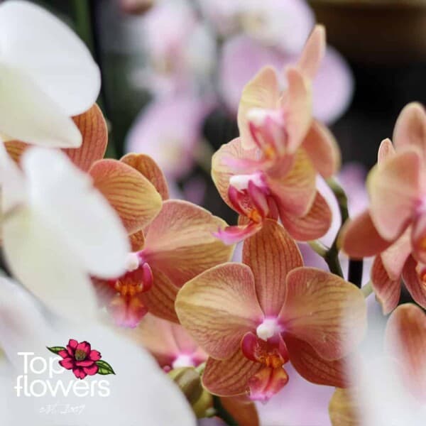 Орхидея Фаленопсис | Микс за ценители