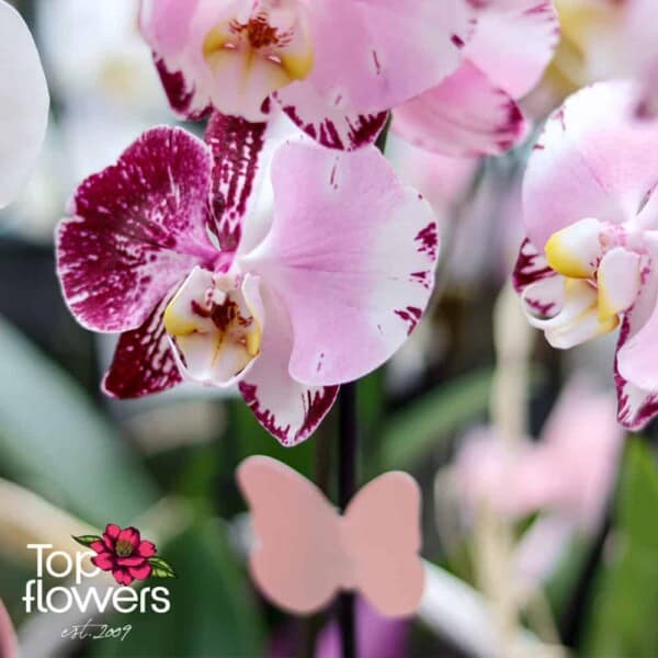 Orchid Falaenopsis | Mix for connoisseurs