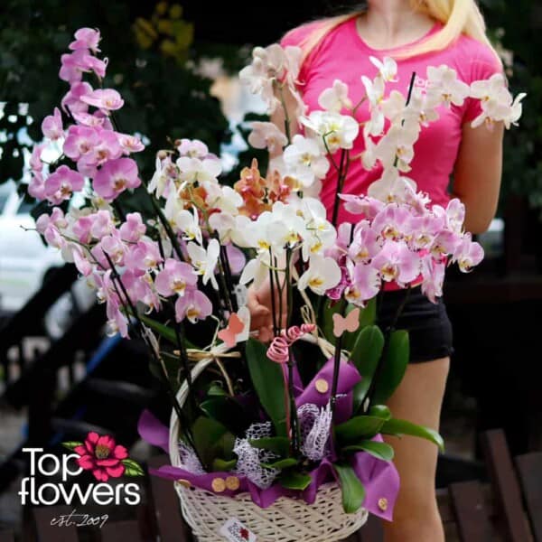 Orchid Falaenopsis | Mix for connoisseurs