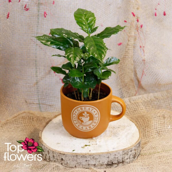 Decorative coffee - Image 3