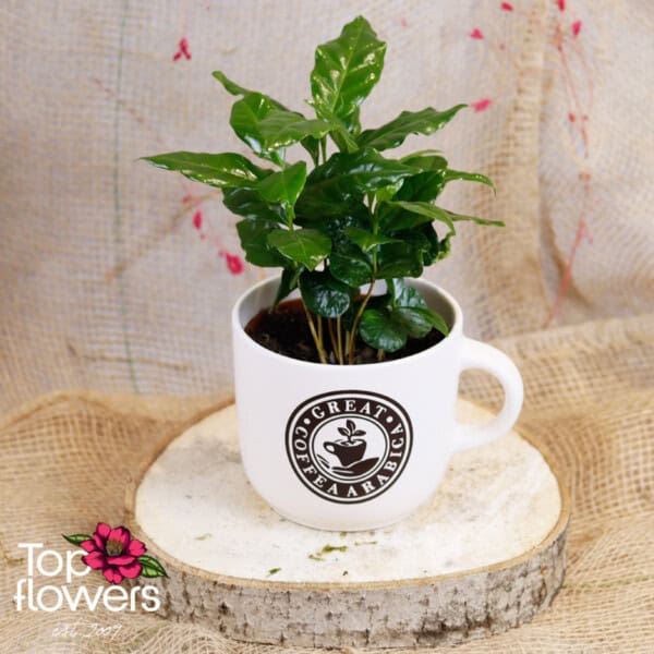 Decorative coffee - Image 2