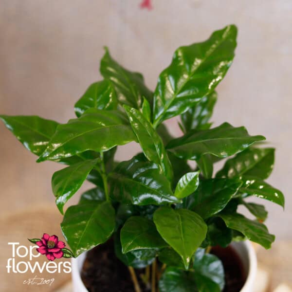 Decorative coffee - Image 6