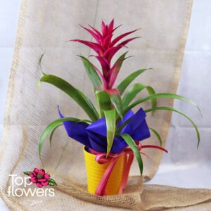 Guzmania (Guzmania)