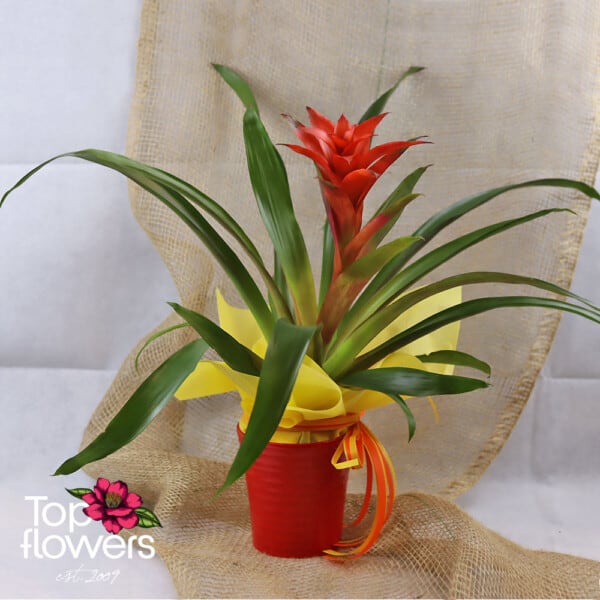 Guzmania (Guzmania)