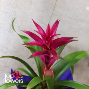 Guzmania (Guzmania)