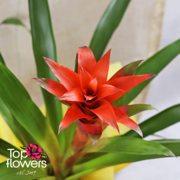 Guzmania (Guzmania)