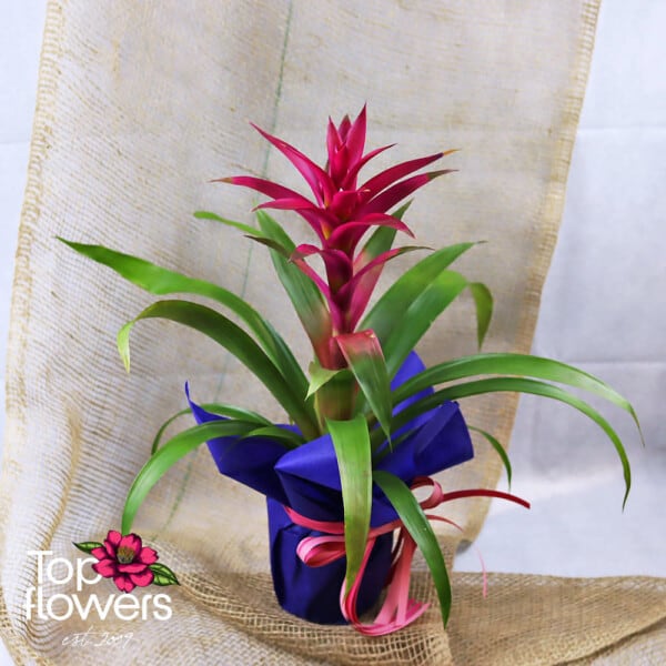 Guzmania (Guzmania)